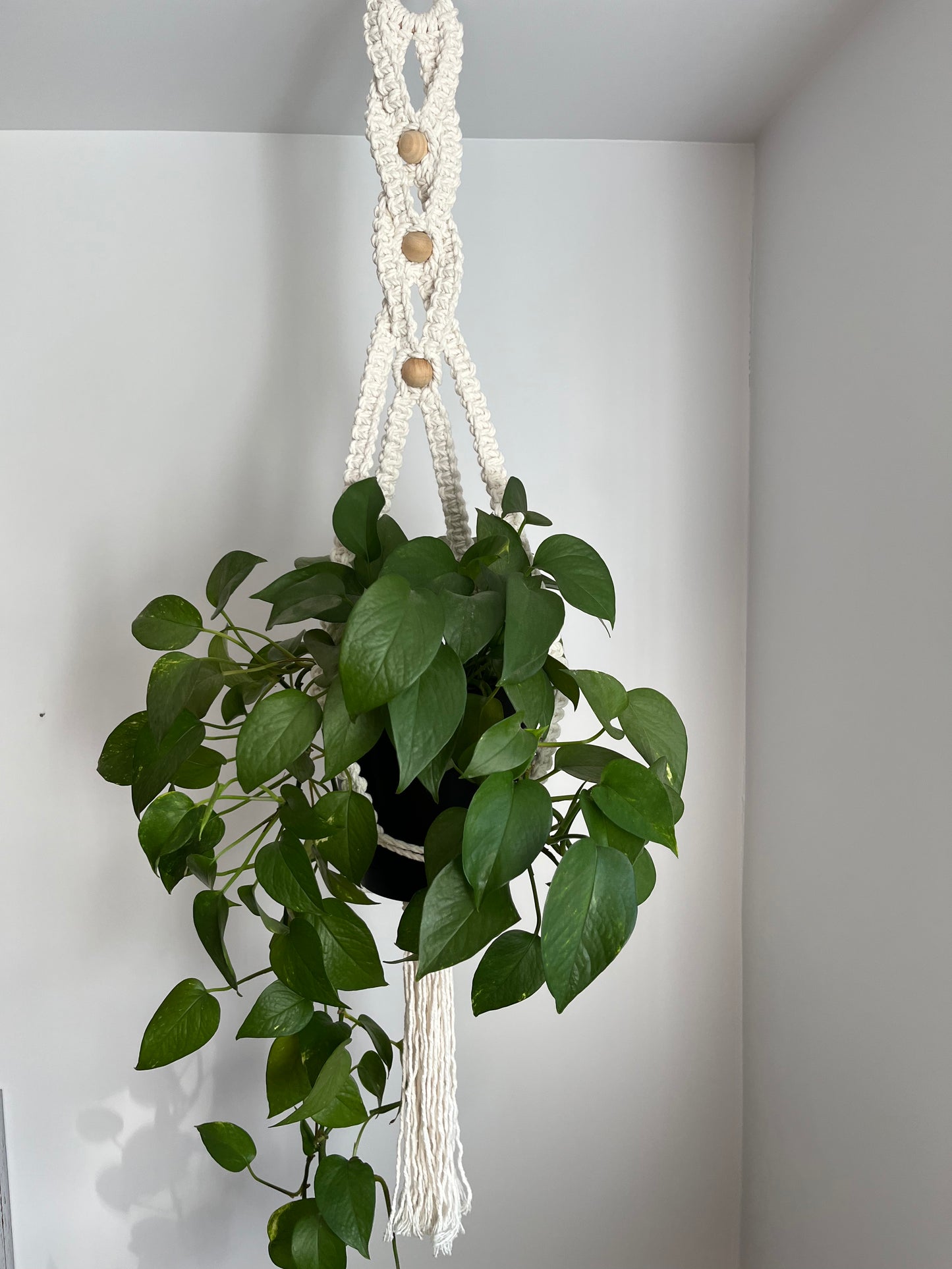 Jardinière croisée