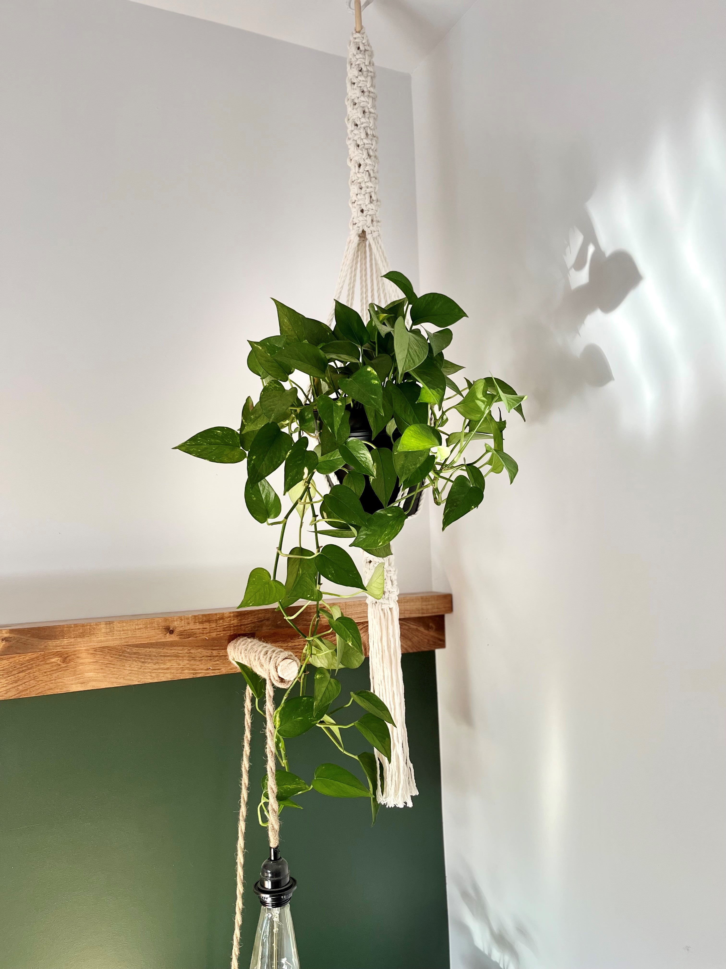 Pour les plantes