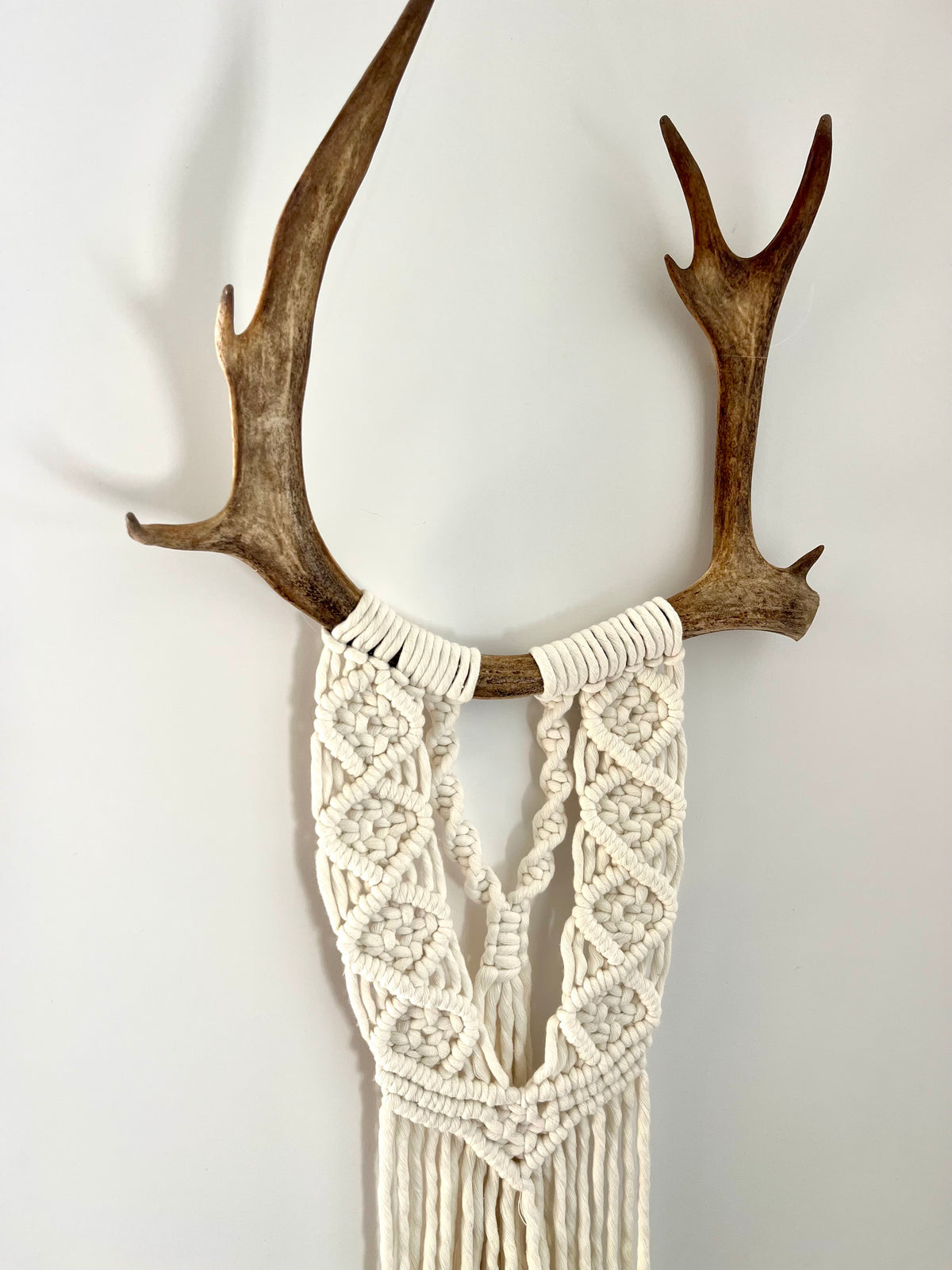Caribou blanc