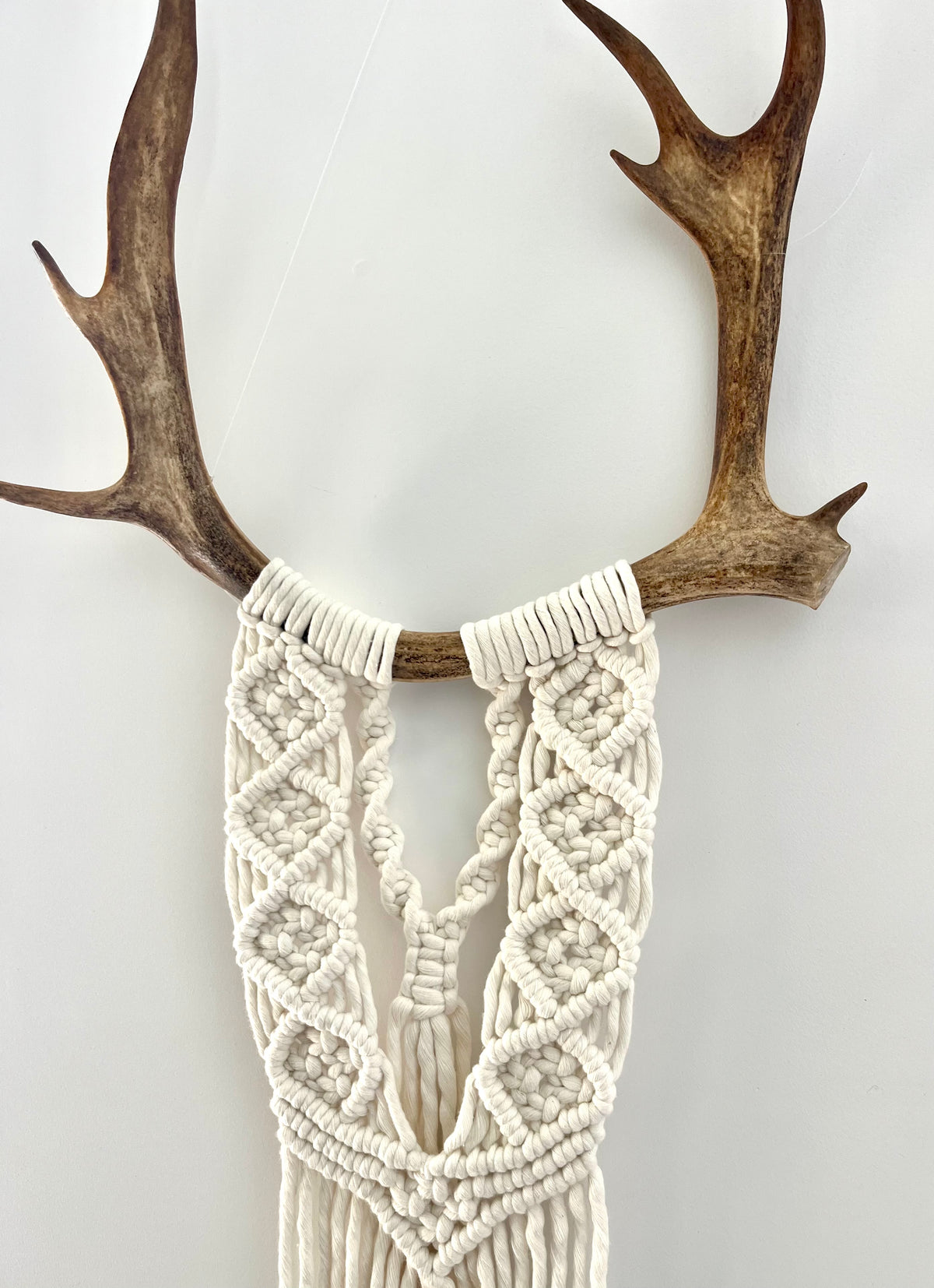 Caribou blanc