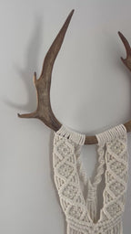 Caribou blanc